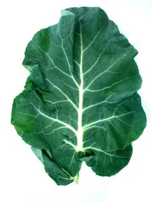 Брокколи листья